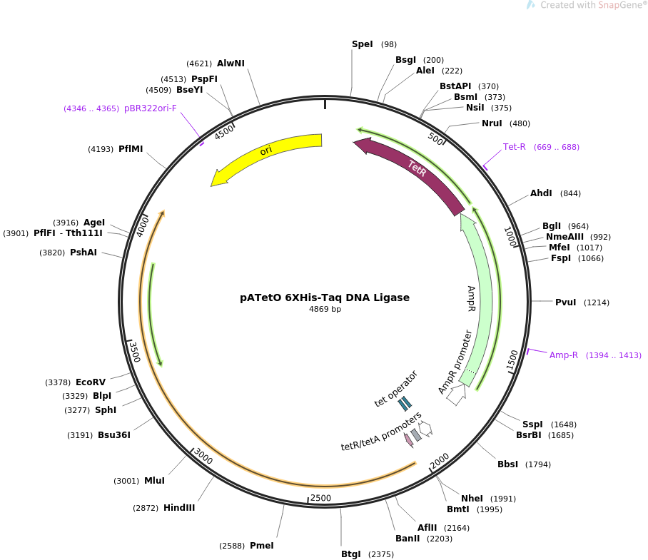 pATetO 6XHis-Taq DNA Ligase质粒图谱